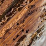 Termite Control in Knoxville, Tennessee