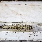 Ant Removal in Knoxville, Tennessee