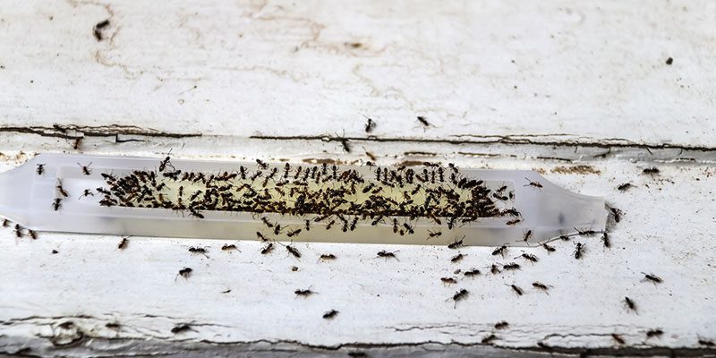Ant Removal in Knoxville, Tennessee