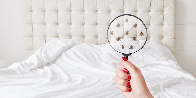 Bed Bug Removal in Knoxville, Tennessee