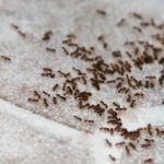 Ant Control in Knoxville, Tennessee