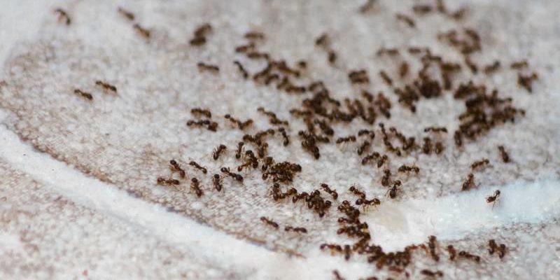 Ant Control in Knoxville, Tennessee