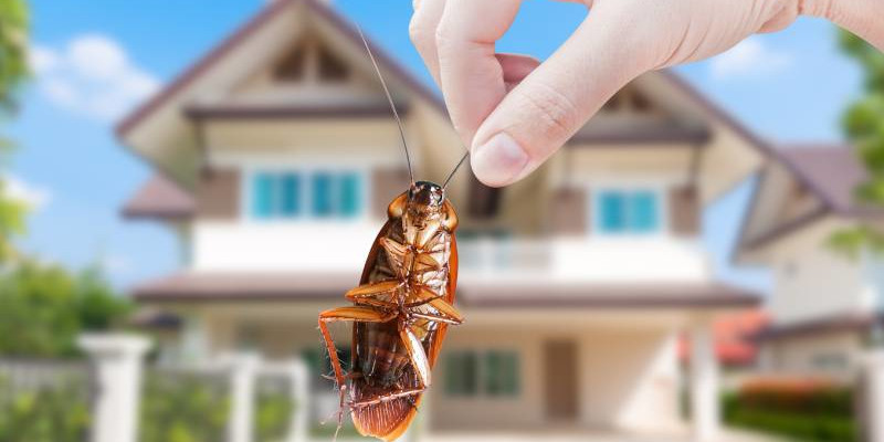 Cockroach Control in Knoxville, Tennessee