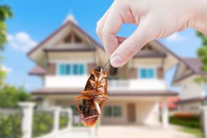 What Does Pest Removal Involve?