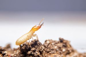 What You Should Do if You Have Termites