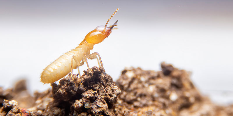 What You Should Do if You Have Termites 