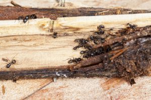 How to Spot a Carpenter Ant Infestation