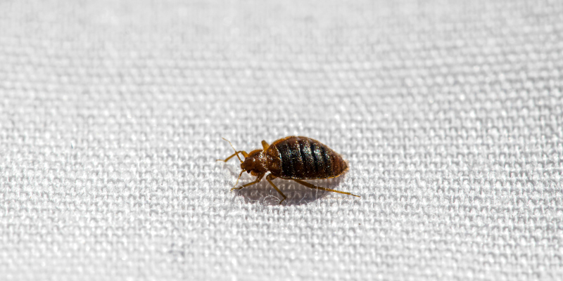 How to Get Rid of Bed Bugs For Good