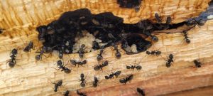 Don’t Panic if You Have a Carpenter Ant Infestation