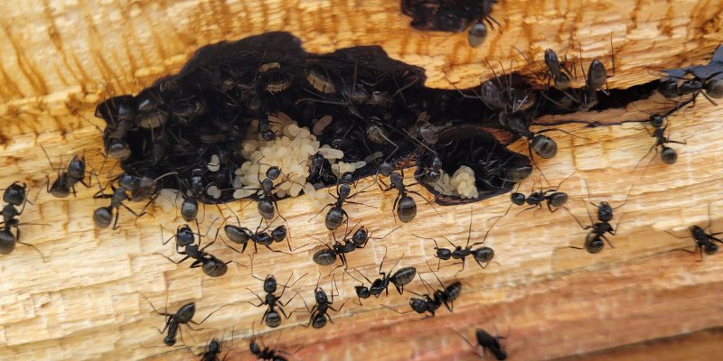 Don’t Panic if You Have a Carpenter Ant Infestation