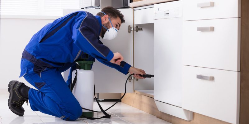 Cockroach Removal in Knoxville, Tennessee