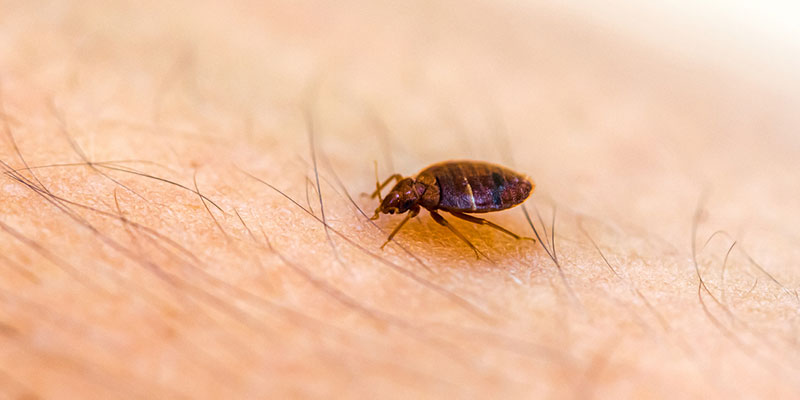 How to Get Rid of Bed Bugs: 4 Reasons to Hire a Pro