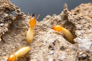 You Can Attempt Termite Removal, but it Doesn’t Mean You Should