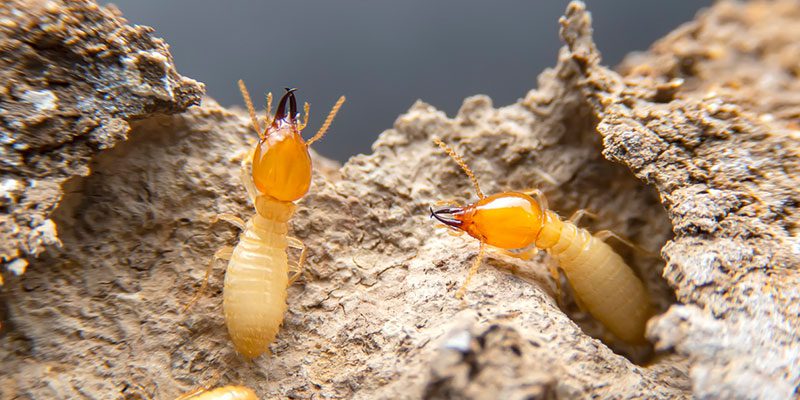You Can Attempt Termite Removal, but it Doesn’t Mean You Should