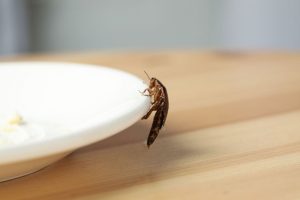 Why Even the Cleanest Houses Need Cockroach Removal