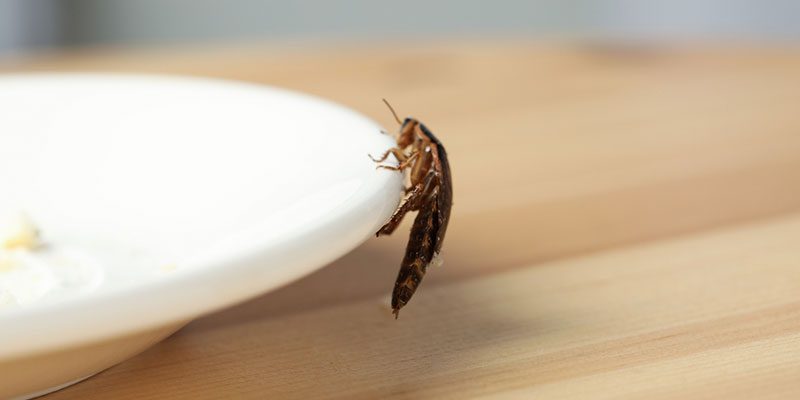 Why Even the Cleanest Houses Need Cockroach Removal