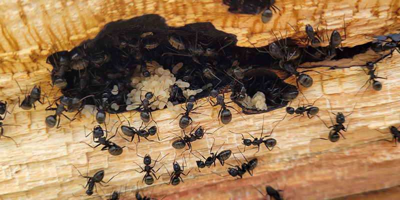 How Serious is a Carpenter Ant Infestation?