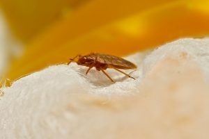 Yes, You Can Achieve Total Bed Bug Removal