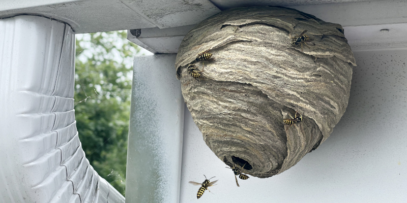Why You Shouldn’t Mess With Wasp Nests