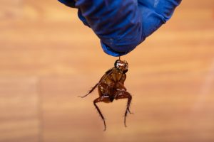 How Residential Pest Control Protects You and Your Property
