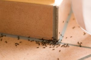 3 Ant Control Tips to Help Prevent Infestations