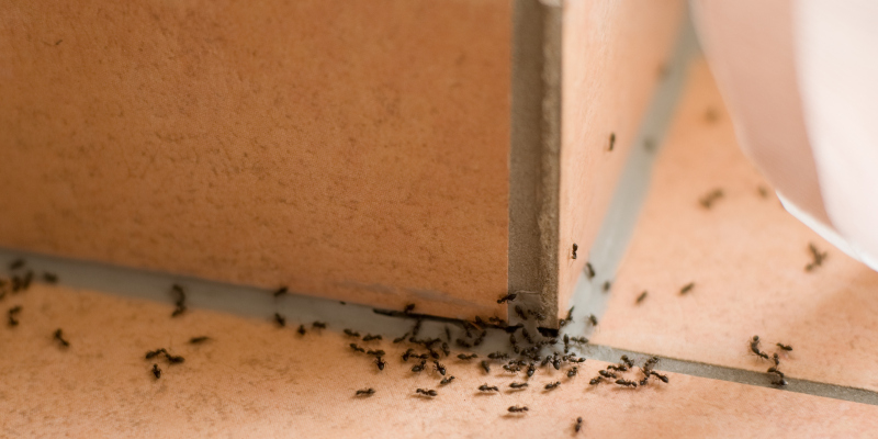 3 Ant Control Tips to Help Prevent Infestations