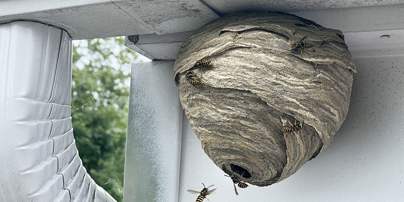 Benefits of Hiring a Professional for Wasp Removal