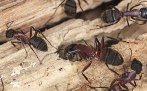 What to Do About a Carpenter Ant Infestation
