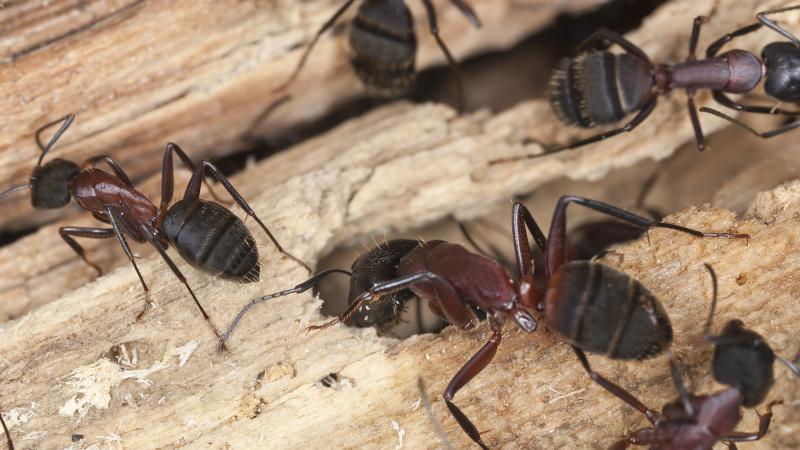 What to Do About a Carpenter Ant Infestation