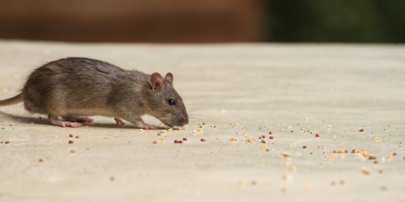 Mice Control in Knoxville, Tennessee