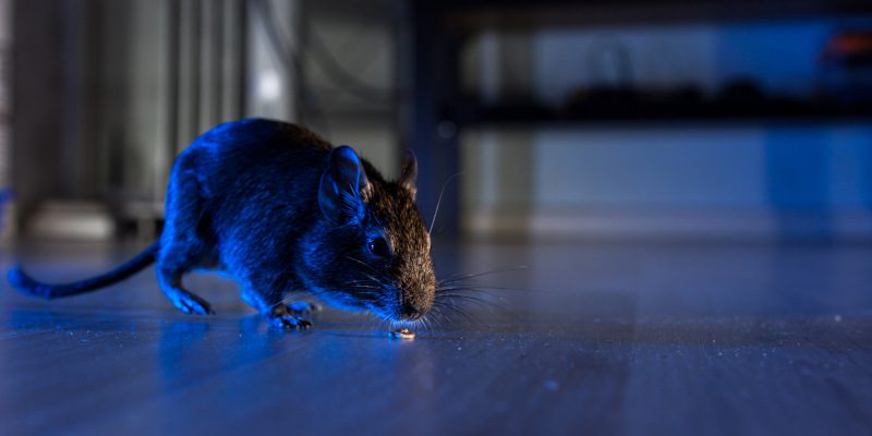 Rodent Control in Knoxville, Tennessee