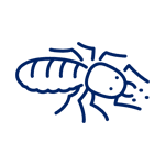 Termite Control